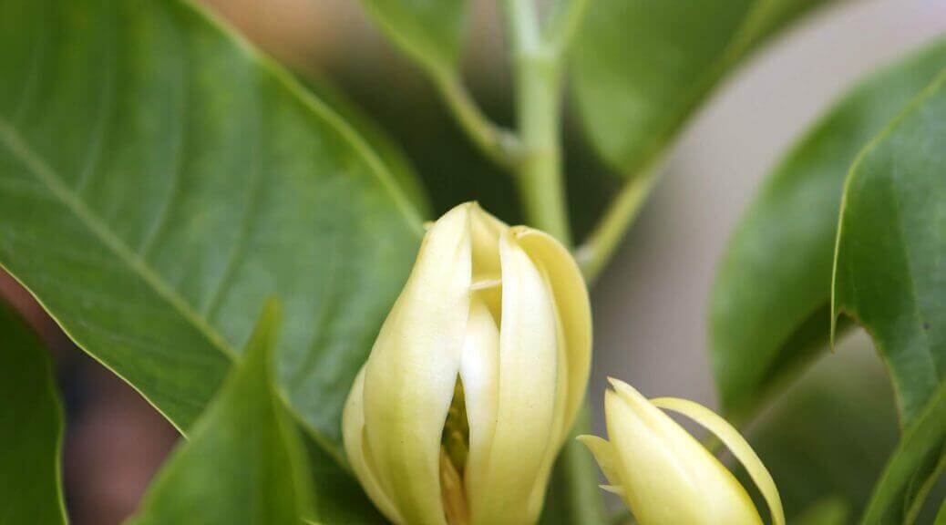 The Benefits and Properties of Magnolia Flower Essential Oil