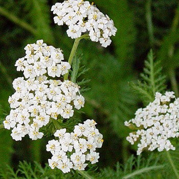 February Oil of the Month - Blue Yarrow – Plant Therapy
