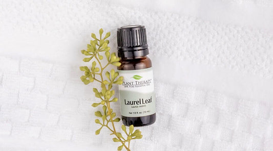 Our Top 4 Ways to Use Laurel Leaf