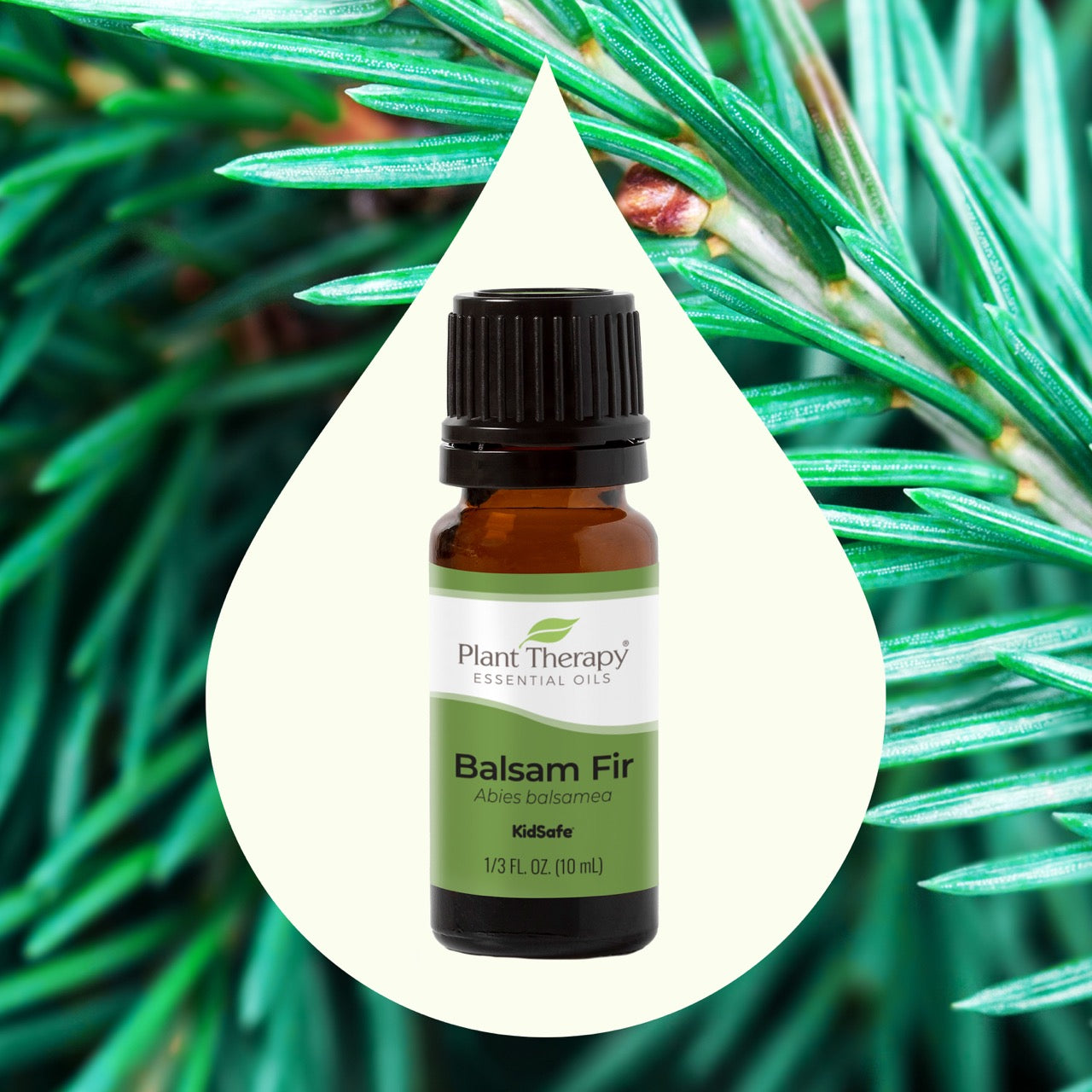 Balsam Fir Essential Oil – Plant Therapy