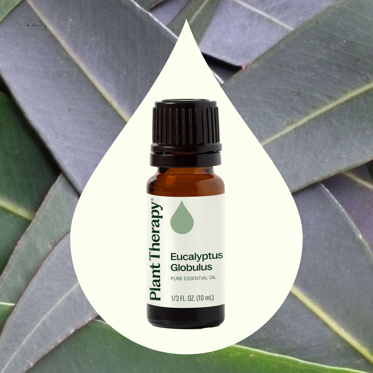 Eucalyptus Globulus Essential Oil