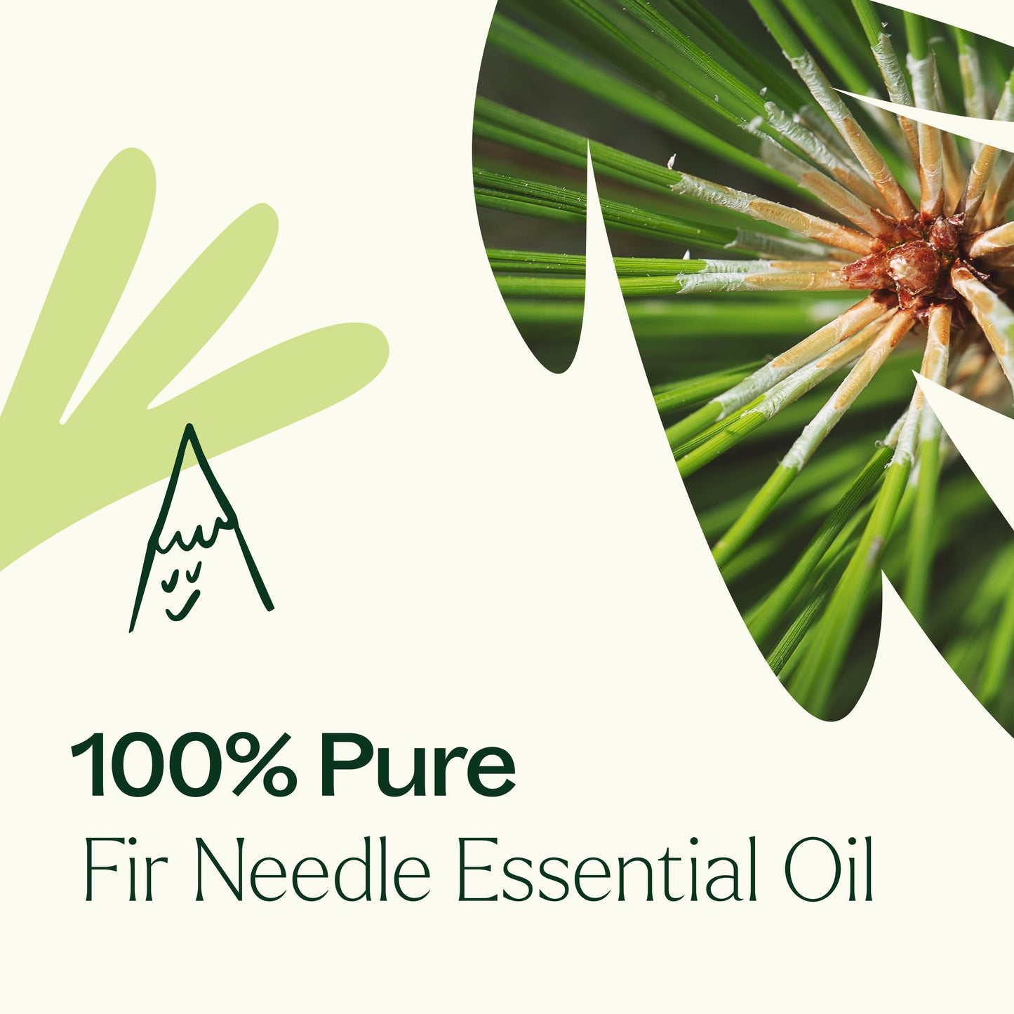 Fir Needle Essential Oil