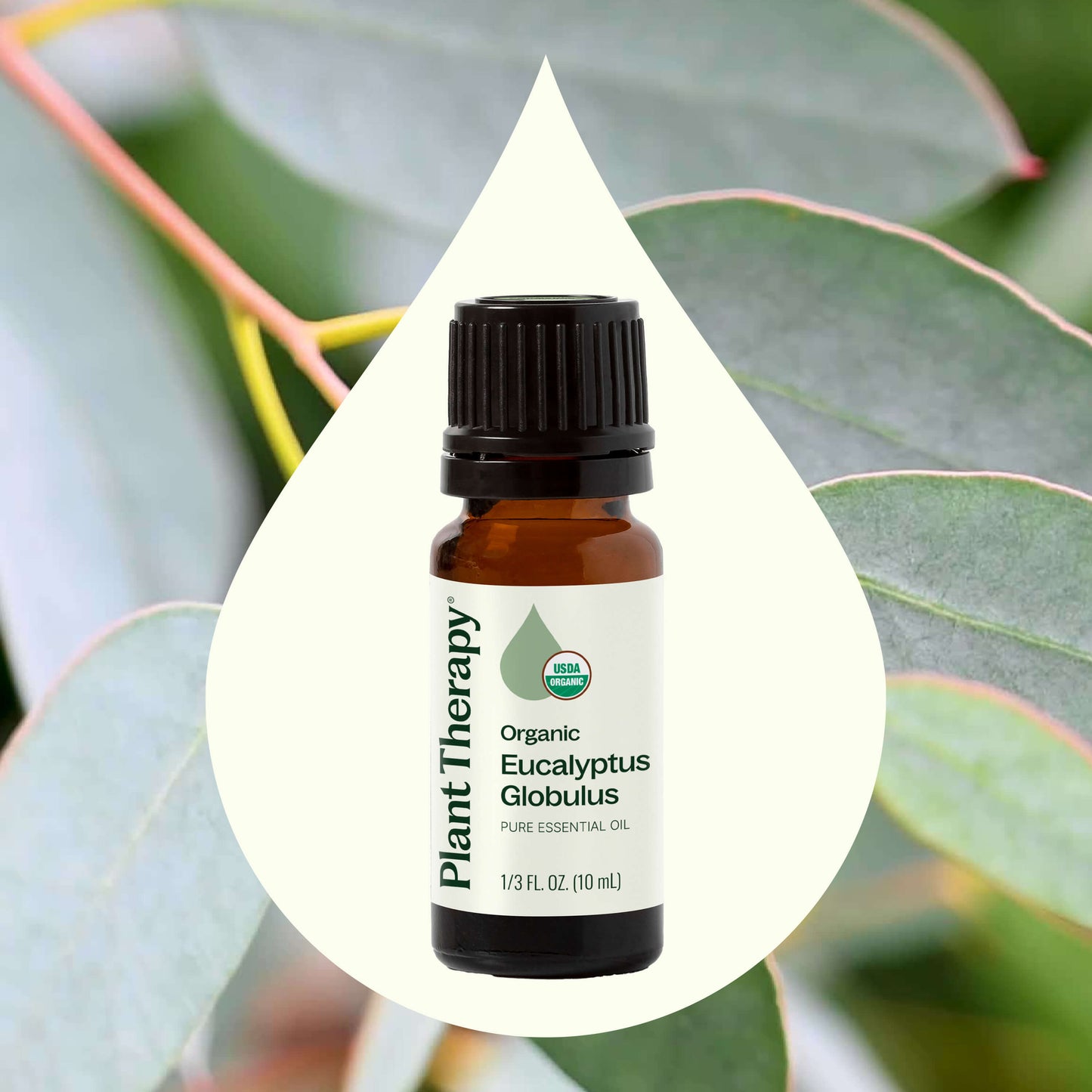 Organic Eucalyptus Globulus Essential Oil