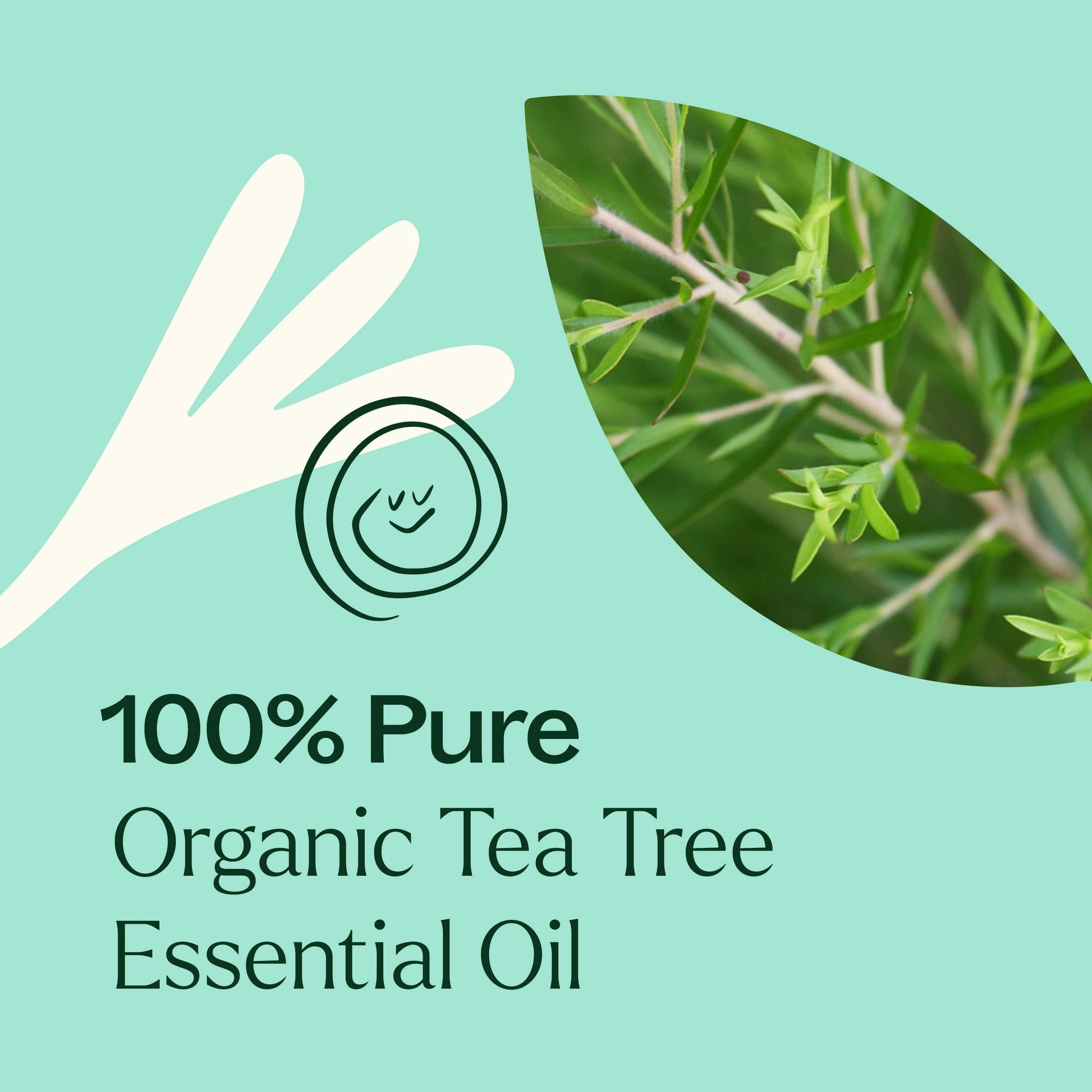 Organic Tea Tree Oil  Organic Tea Tree Essential Oils For Sale