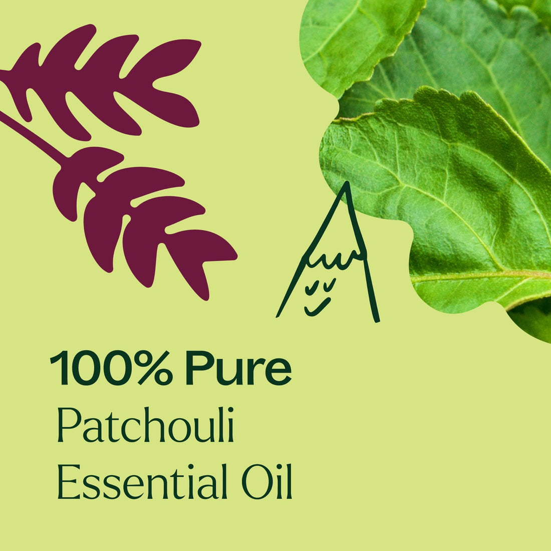 Patchouli Essential Oil Patchouli Essential Oil For Relaxation