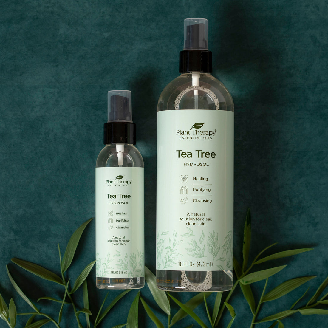 Tea Tree Hydrosol – Plant Therapy