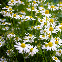 Chamomile Extract